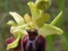 Ophrys sphegodes